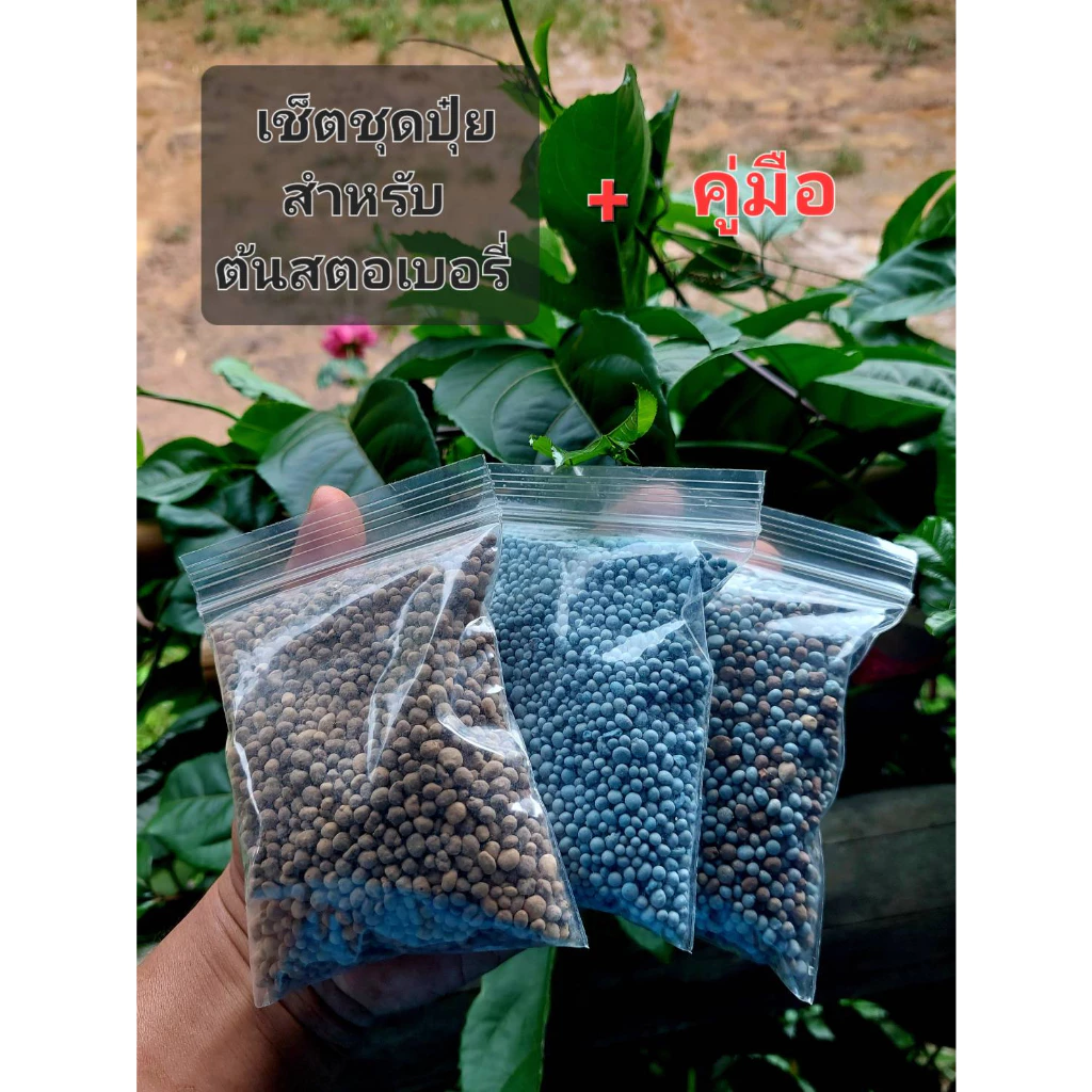 ปุ๋ย ชุดเซ็ทสุตรปุ๋ยสำหรับต้นสตอเบอรี่ จำนวน 1ชุด 55 บาท พร้อมคู่มือลำดับขั้นตอนการให้ปุ๋ย