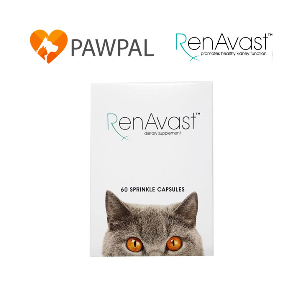 RenAvast Cat Exp.4/2026 เรนอะวาสท์ แมว อาหารเสริมโปรตีน บำรุงไต สัตว์เลี้ยง โรคไต Renal supplement