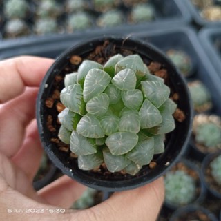 ฮาโวเทีย หยดน้ำ Haworthia กระถาง5-6cm สวยๆเลยจ้า กุหลาบหิน ไม้อวบน้ำ แคคตัส ไลทอป