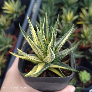 ม้าลายด่าง haworthia variegated ฮาโวเทีย แคคตัส ไลทอป กุหลาบหิน succulent Echeveria lithop cactus