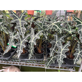 #แก้วหน้าม้าหน้ามังกร แก้วสารพัดนึกหน้ามังกร(Alocasia nobilis)