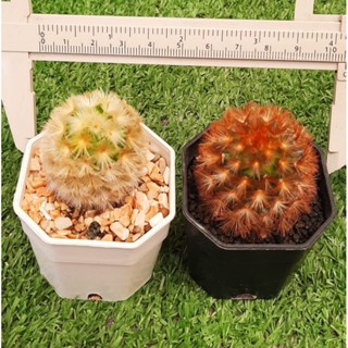 🌵🌸แมมคามิเน่แพคคู่สีน้ำตาลแดง+สีเหลืองทองลูกผสมบุดดา