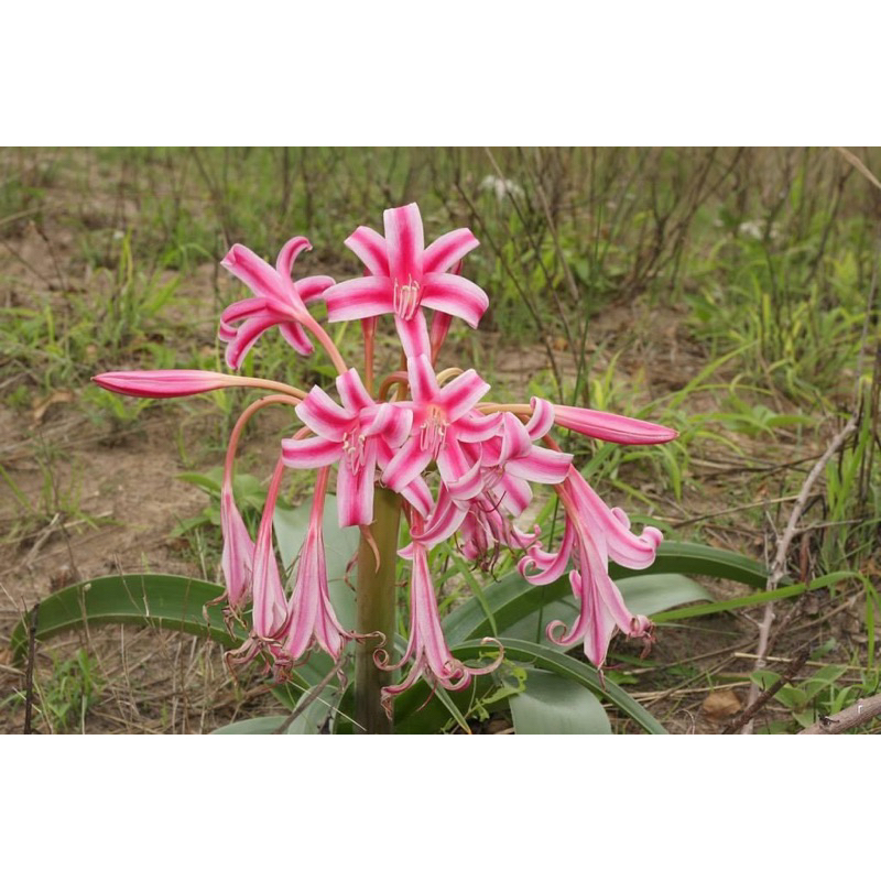 Crinum Graminicola ดอกสีชมพู ลายแดง