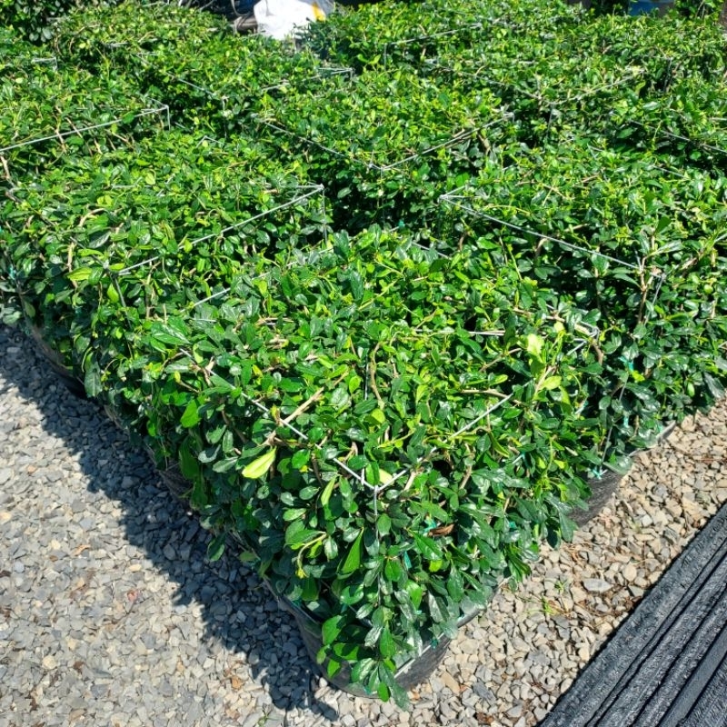 ชาฮกเกี้ยน/ชาดัดใบมัน/Eukien tea