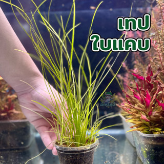 เทปใบเเคบ เทปเล็ก ไม้น้ำราคาถูก lowtech