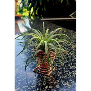 Tillandsia ionantha airplants