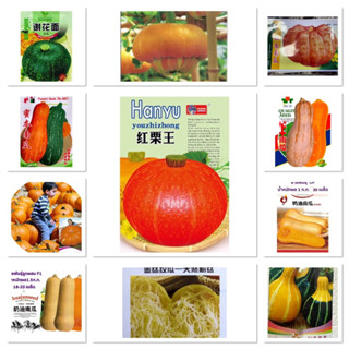 เมล็ดพันธุ์ Pumpkin Seed ฟักทอง  บัตเตอร์นัท ฮันนี่นัท ญี่ปุ่น ฟักทองยักษ์