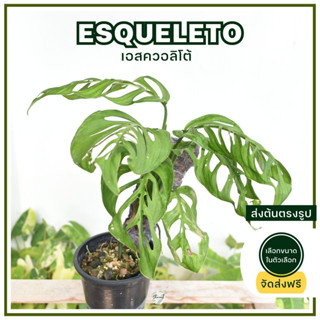 พลูฉลุยักษ์เอสควอลิโต้ (Monstera Esqueleto) จัดส่งฟรี