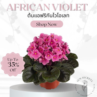 ต้นแอฟริกันไวโอเลท(African violet)