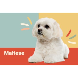 ตุ๊กตาน้องมอลทีส Maltese