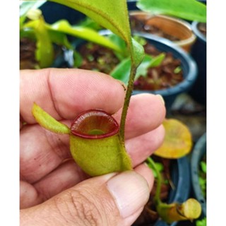 Nepenthes ampullaria hot lip แอมปากแดง หายาก