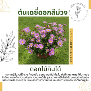 ต้นดอกเดซี่สีม่วง(purple daisy) #ดอกไม้กินได้