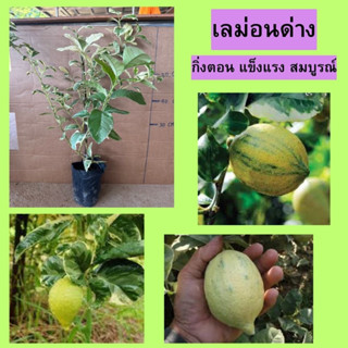 🍋เลม่อนด่าง กิ่งตอน🍋  🌲รสชาติเปรี้ยวไม่แพ้มะนาวไทย ชอบแสงแดด🍋 🌿ความสูง 55-60 ซม.🌿