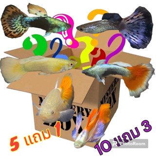 ตุ๊กตา 5คู่แถม1คู่/10คู่แถม3คู่