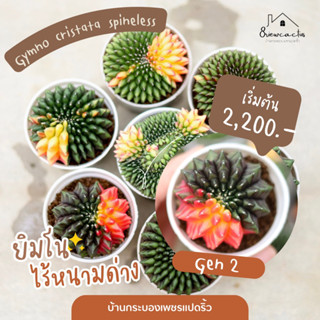 [พร้อมส่ง] Gymno cristata spineless ยิมโนไร้หนามด่าง แคคตัส กระบองเพชร (บ้านกระบองเพชรแปดริ้ว)