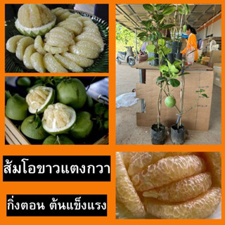 🍐ส้มโอขาวแตงกวา กิ่งตอน🍐 🌼รสหวานซ่อนเปรี้ยว ไม่มีเมล็ด เนื้อสีเหลืองน้ำผึ้งค่อนข้างแห้งและกรอบ🌼🌲ความสูง 50-60 ซม.🌲