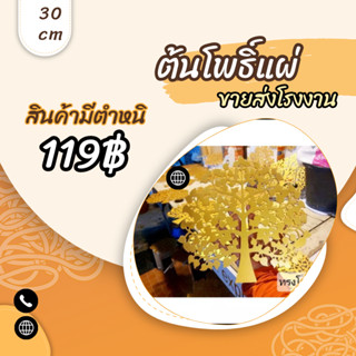 (สินค้ามีตำหนิ) ต้นโพธิ์30ซม.