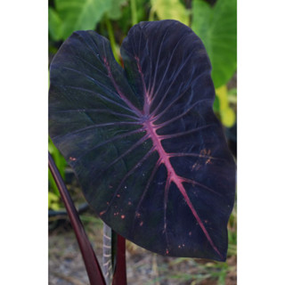 บอน hybrid ใหม่ Colocasia Hally comet ไส้ขมพู