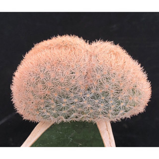 แคคตัส แมมคริส มากัลลานิอาย M.magallanii cristata cactus ไม้กราฟ จำนวน 1 ต้น