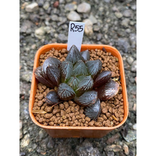 Haworthia Hybird Thailand กระถาง 2 นิ้ว จัดส่งทั้งกระถาง รหัส R55-84