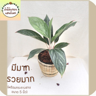 🎋มีมากรวยมาก (Aglaonema) ต้นไม้มงคล พร้อมกระถางสานไม้ไผ่ ขนาด 5 นิ้ว ช่วยฟอกอากาศ ดูดสารพิษ