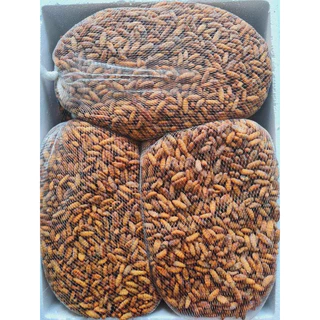 หนอนไหมสดฟรีส ดักแด้ไหม(500g.) 🐛⚡️ส่งด่วน 🔥ค่าส่งเหมา✅คละได้ทั้งร้าน❗️โฟมฟรี💦ทุกจังหวัด 🚚💨ส่งขนส่งแช่เย็น❄️