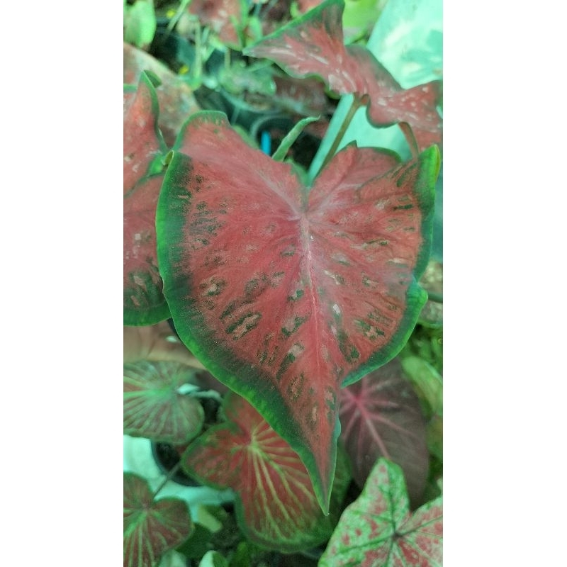 บอนสีท้าวพันตาcaladium