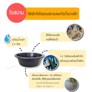 ไรสยาม ไข่ไรแดง ไข่ไรสยาม Moina sp.(แคป 0.2 ก.) ฟักตัวเร็ว อัตราการฟักสูง ไข่เก็บใหม่ทุกสัปดาห์