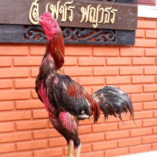 ไข่ไก่ ป๋าก๋อยลําพูนเเท้พ่อไก่ผ่านไฟล์กัดหลังตีหลังชัดเจน ส่งด่วน//