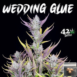 🔥 เมล็ดกัญชา Wedding Glue บีดไทย เมล็ดพันธุ์กัญชา สายพันธุ์แท้ พร้อมส่ง ราคา ต่อ 1 เมล็ด  ไม่งอก เคลมฟรี 1 ครั้ง