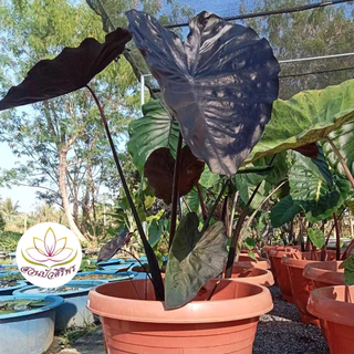 โคโลคาเซีย แบล็คโครอล Colocasia Black Coral