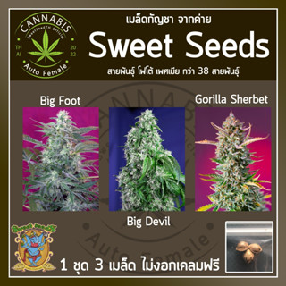 [ FOTO ♀️ คัดเพศเมีย] เมล็ดกัญชา เมล็ดพันธุ์กัญชา BigFoot, BigDevil, GorilaSherbetค่าย SweetSeeds บรีดไทย เคลมฟรี