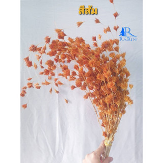 Rarin ดอกไผ่ห้วยลึก สไตล์มินิมอล (สี ส้ม) ย้อมสี  ดอกไม้เมืองหนาว สำหรับตกแต่บ้าน ร้าน งานแต่ง หรือ เป็นพร๊อพถ่ายรูปเก๋ๆ