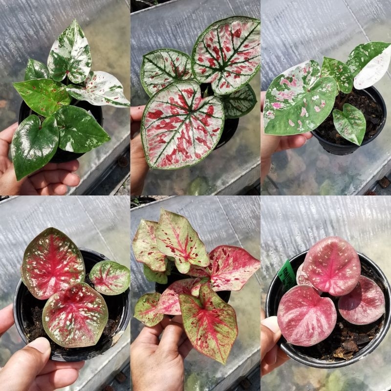 รวมบอนสี​ ไม้ด่าง​ ตับเดือน​ กระถาง4นิ้ว​ ฟอร์ม​สวยๆ
