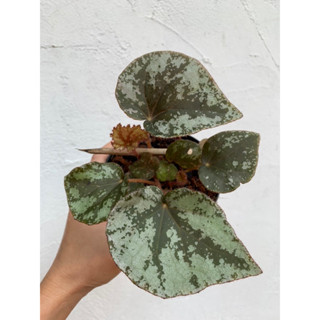 Begonia sykakiengii บีโกเนียลายสวย กระถาง 4 นิ้วจัดส่งตามภาพ ทักแชทดูภาพเพิ่มได้ค่ะ