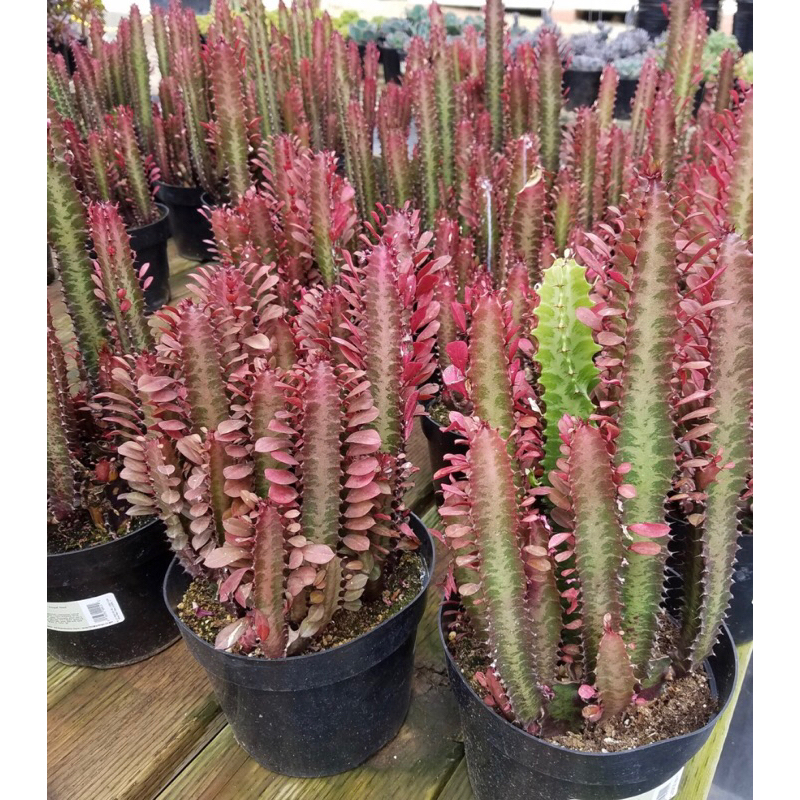 ยูโฟเบียทับทิมแดง สลัดไดแดง euphorbia trigona rubra