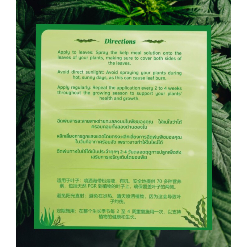 Kelp Tea Foliar Spray Fertilizer 100% Organic น้ำหมักสาหร่ายทะเล 300ml  สกัดเย็นมีประโยชน์สูงสุด พ่นทางใบ ต้นไม้ทุกชนิด ราคา ถูกที่สุด ดีลบีเคเค แกลเลอรีภาพที่ 4