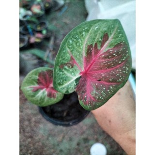 บอนสีมุกดาหารcaladium