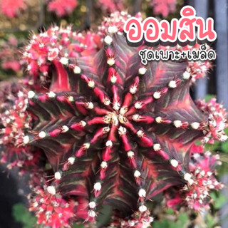 ชุดเพาะเมล็ดยิมโน ️โคลนออมสิน X Neon กระบองเพชร/แคคตัส