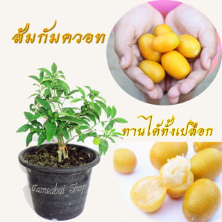 ต้น ส้มกิมจ้อ ส้มกัมควอท  ( Kumquat ) ทานได้ทั้งเปลือก (ต้นแบบเสียบยอด) ต้น แข็งแรงรากเดินดี พร้อมติดดอกออกผล