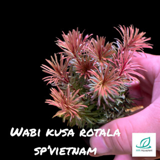 WABI ROTALA SP.VIETNAM : วาบิไม้ข้อสีแดง