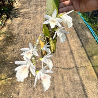 เอื้องสายน้ำนม Dendrobium cretaceum ดอกหอม