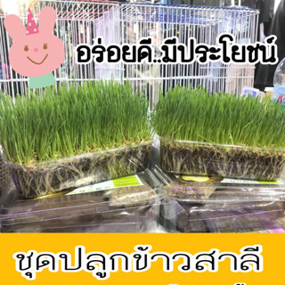 SMART GRASS (Organic) ชุดปลูกข้าวสาลีอ่อน ปลอดสารพิษ ข้าสาลี กระต่าย แก๊สบี้ หมา แมว