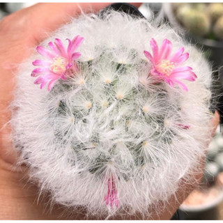 🌈🫶🏻💕🌸🌸พาน้องตาหวานมาน้า ปุยมากลูกสาวขาวจั๊ว ดอกชมพูหวานนะไอต้าว 🥳💖💖💖Mammillaria Bocasana v. multilanata ขนแกะปุยมากก☺️