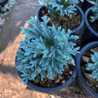 สนหิมะ (himalayan blue)❄ ทรงพุ่มสวย ใบหนาสีฟ้าเป็นเอกลักษณ์
