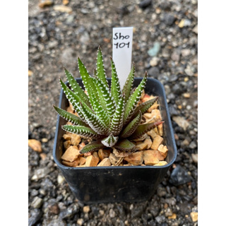 Haworthia Hybird Thailand กระถาง 2 นิ้ว (ส่งทั้งกระถาง)รหัสsho101-110