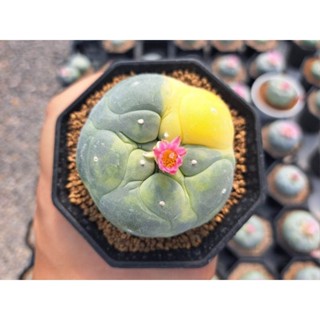 lophophora fricii yatagai ooibo(เมล็ด)