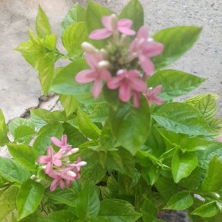 ต้นอเมริกันบิวตี้เป็นไม้ดอกไม้ประดับเลี้ยงง่ายชอบแดดออกดอกตล…