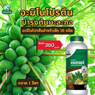 มะละกอ โตไว ใบเขียว ผลดก ผลใหญ่ แข็งแรง ผลผลิตดี อะมิโนโปรตี…