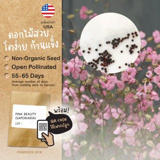 เมล็ดดอกไม้นำเข้า สวยหวาน Pink Beauty (OP) Saponaria สีชมพูตุ่น ดอกไม้สวยงาม จัดแจกัน